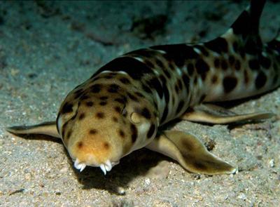 Топ-20 самых необычных животных, найденных за последние 20 лет