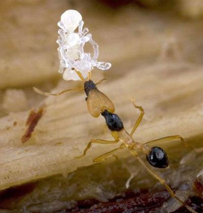 Топ-20 самых необычных животных, найденных за последние 20 лет