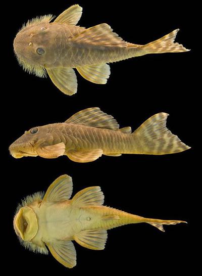 Топ-20 самых необычных животных, найденных за последние 20 лет