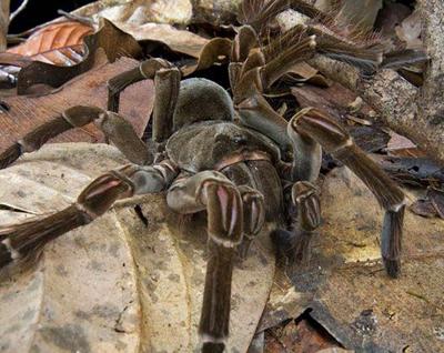 Топ-20 самых необычных животных, найденных за последние 20 лет