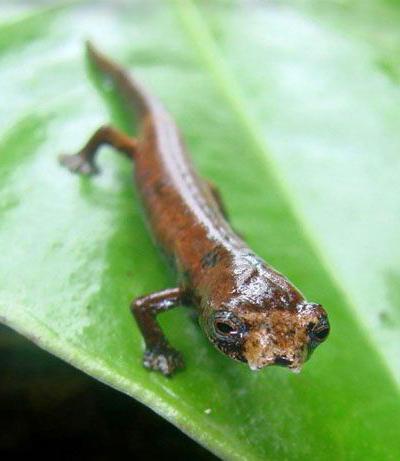 Топ-20 самых необычных животных, найденных за последние 20 лет