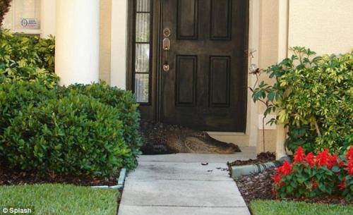 Аллигатор поджидал жительницу Флориды под дверью