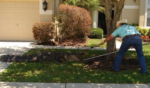 Аллигатор поджидал жительницу Флориды под дверью