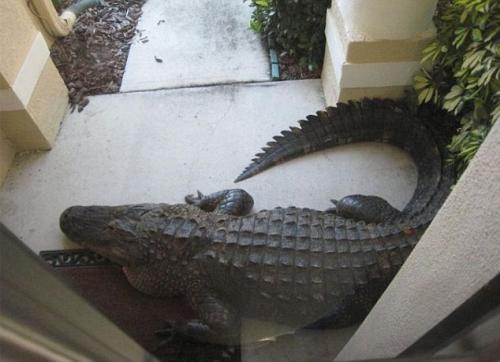 Аллигатор поджидал жительницу Флориды под дверью