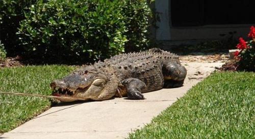 Аллигатор поджидал жительницу Флориды под дверью