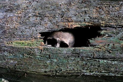 Мрачный пейзаж Филиппин: висячее кладбище