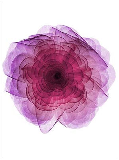 Ник Визи: рентген-версия мира