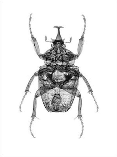 Ник Визи: рентген-версия мира