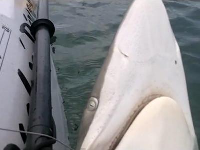 9-летний ловец акул вышел в Мексиканский залив на байдарке