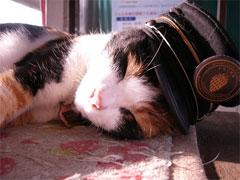 Феноменальная кошка спасает от банкротства японскую железнодорожную компанию