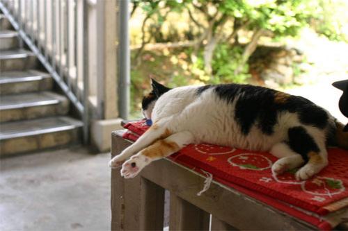 Феноменальная кошка спасает от банкротства японскую железнодорожную компанию