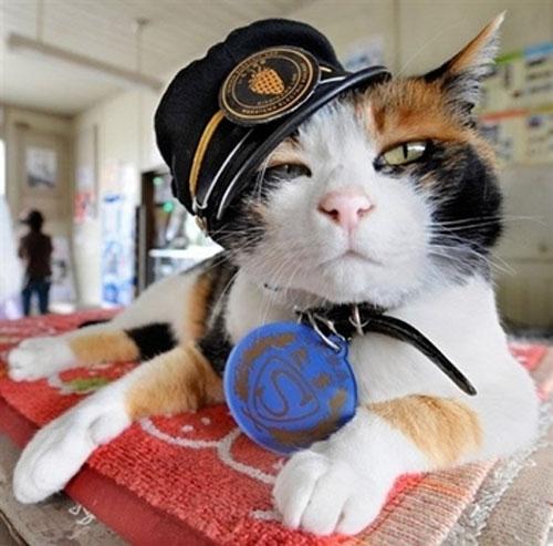 Феноменальная кошка спасает от банкротства японскую железнодорожную компанию