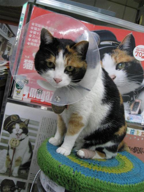 Феноменальная кошка спасает от банкротства японскую железнодорожную компанию