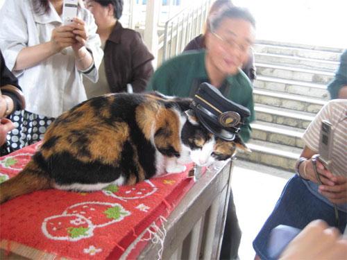 Феноменальная кошка спасает от банкротства японскую железнодорожную компанию