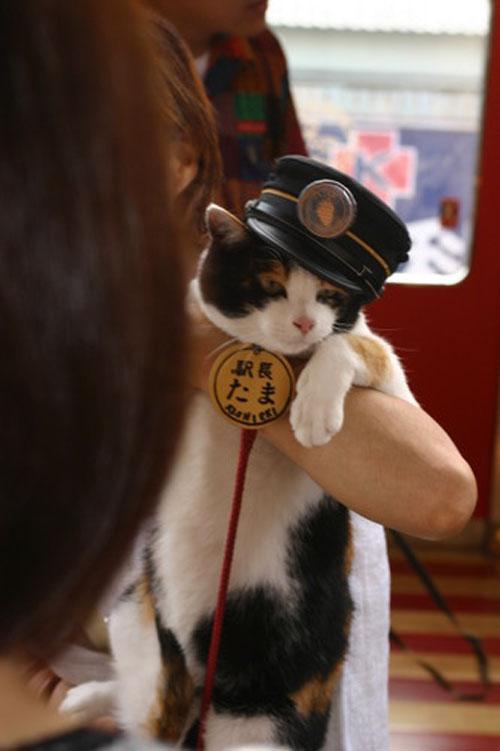 Феноменальная кошка спасает от банкротства японскую железнодорожную компанию