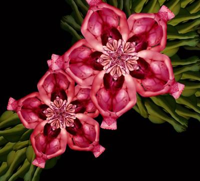 Девушки-цветы Сесилии Веббер