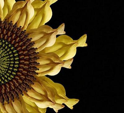 Девушки-цветы Сесилии Веббер