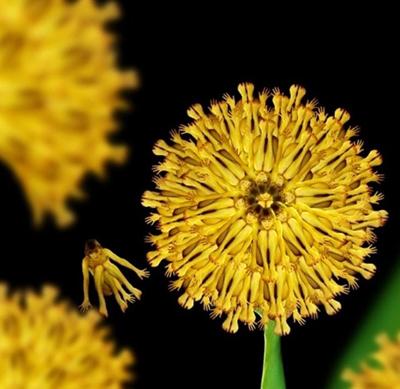 Девушки-цветы Сесилии Веббер