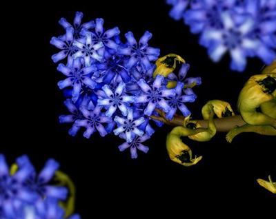 Девушки-цветы Сесилии Веббер