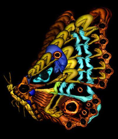 Девушки-цветы Сесилии Веббер