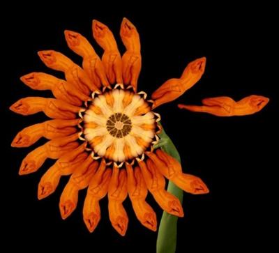 Девушки-цветы Сесилии Веббер