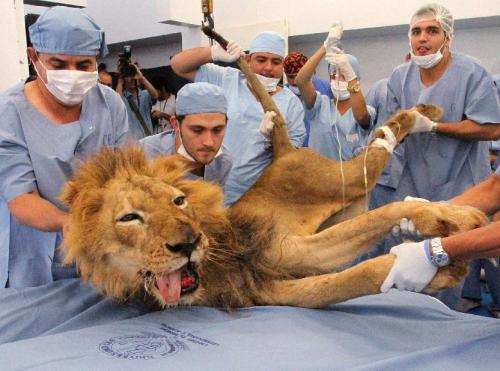 Царь зверей у стоматолога