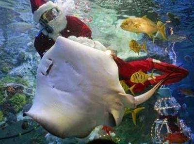 Санта-дайвер: необычный атракцион или промоушен ?