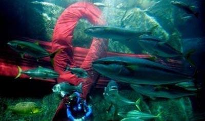 Санта-дайвер: необычный атракцион или промоушен ?