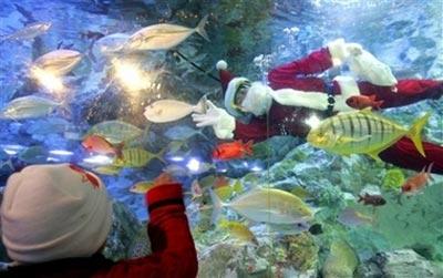 Санта-дайвер: необычный атракцион или промоушен ?