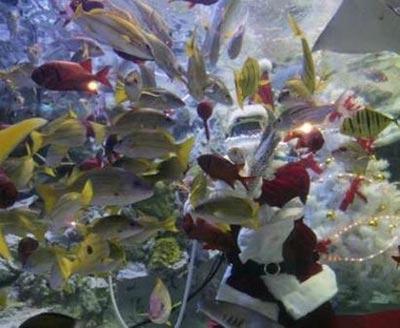 Санта-дайвер: необычный атракцион или промоушен ?