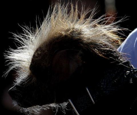 Конкурс на звание самой уродливой в мире собаки