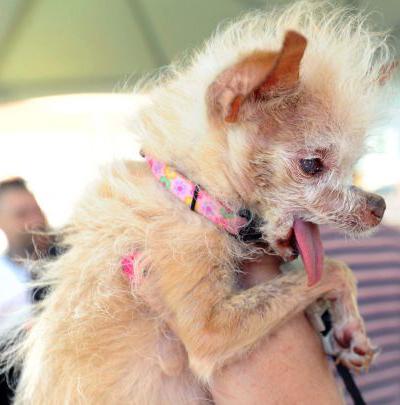 Конкурс на звание самой уродливой в мире собаки