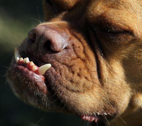 Конкурс на звание самой уродливой в мире собаки