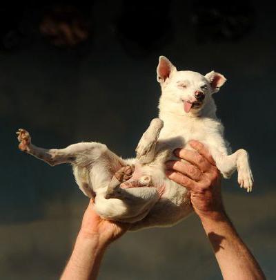 Конкурс на звание самой уродливой в мире собаки