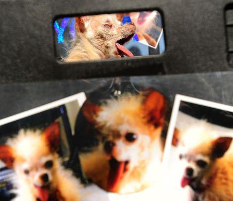 Конкурс на звание самой уродливой в мире собаки