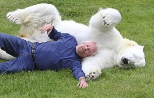 Дрессировщик засунул голову в пасть белому медведю