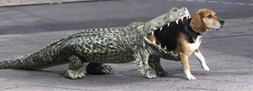Крокодил "проглотил" собаку ради рекламы