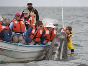 Самые дружелюбные киты в мире