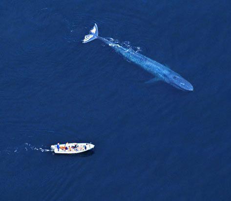 Самые дружелюбные киты в мире