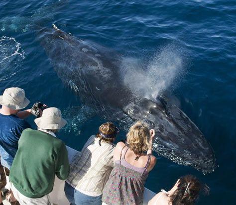 Самые дружелюбные киты в мире