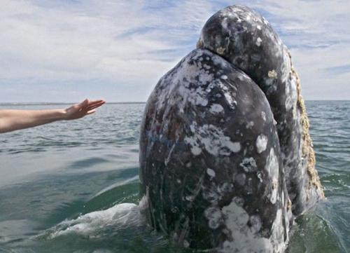 Самые дружелюбные киты в мире