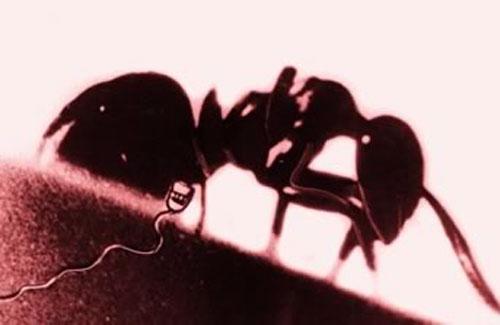 На что способны современные "левши" мира