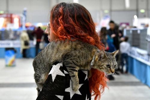Международная кошачьи выставка SuperCatShow 2017