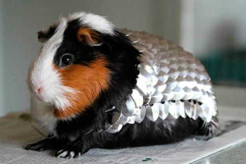 Самые абсурдные дорогие вещи в мире