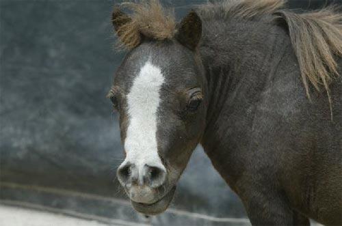 Самая маленькая лошадь в мире 44 см в холке