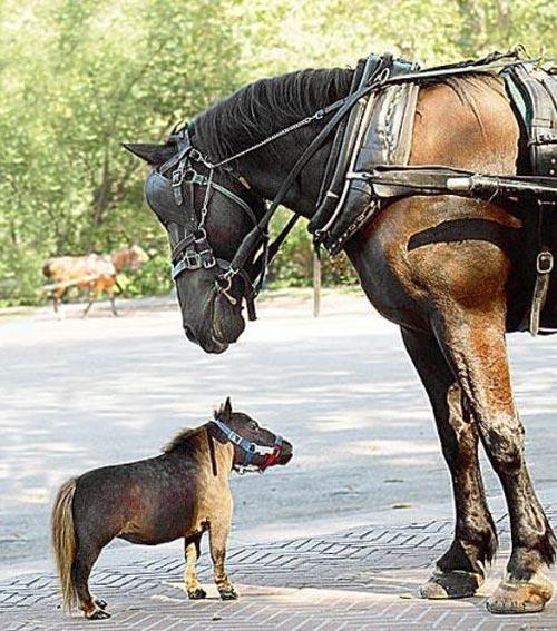 Самая маленькая лошадь в мире 44 см в холке