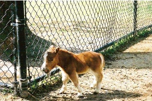 Самая маленькая лошадь в мире 44 см в холке