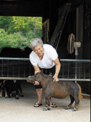 Самая маленькая лошадь в мире 44 см в холке