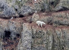 Отважный полярный медведь пролез по 100-метровой скале