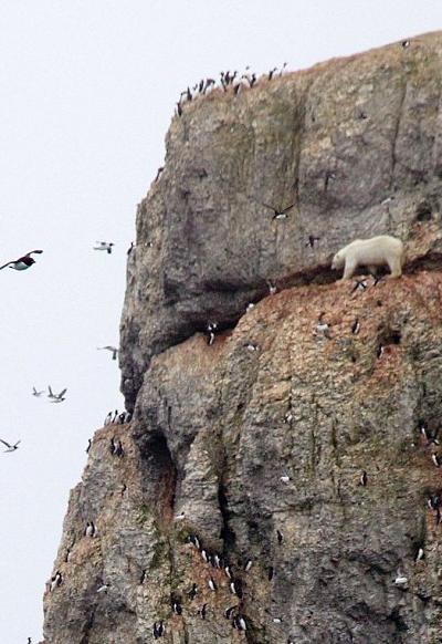 Отважный полярный медведь пролез по 100-метровой скале